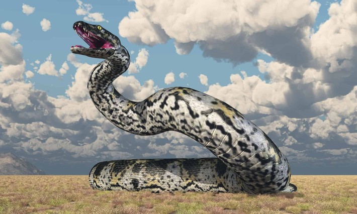 1. Có kích thước ngang với khủng long bạo chúa, Titanoboa từng thống trị các khu rừng ẩm ướt và sông ngòi ở Nam Mỹ. Đây là loài rắn lớn nhất từng tồn tại trên Trái Đất.