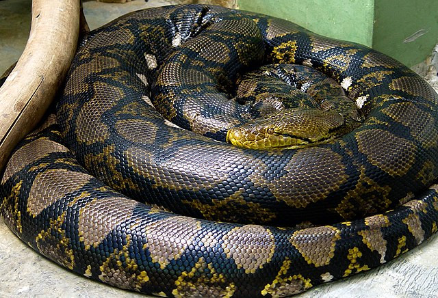 5. Trăn gấm (10m). Là một loài trăn bản địa Nam Á, trăn gấm (Malayopython reticulatus) được trang trí bằng hoa văn hình kim cương rất dễ nhận biết. Trăn gấm được công nhận là loài rắn dài nhất trên Trái đất hiện nay.