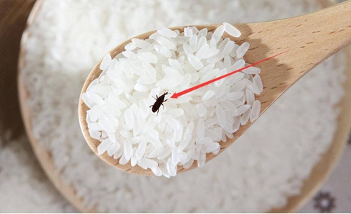 Thật vậy, mọt gạo màu đen, di chuyển liên tục trong gạo khiến nguyên liệu không được hấp dẫn. Không những vậy, mọt còn ăn phần tinh bột, dùng vòi đục lỗ trên gạo đẻ trứng vào đó làm giảm chất lượng của gạo.