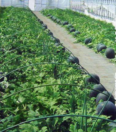 Dưa hấu đen Densuke có lẽ là loại dưa hấu đắt nhất trên thế giới khi từng được rao bán với giá 6.100 USD, tức khoảng 130 triệu đồng - đắt hàng trăm lần so với các loại dưa hấu khác. (Ảnh Alicdn)