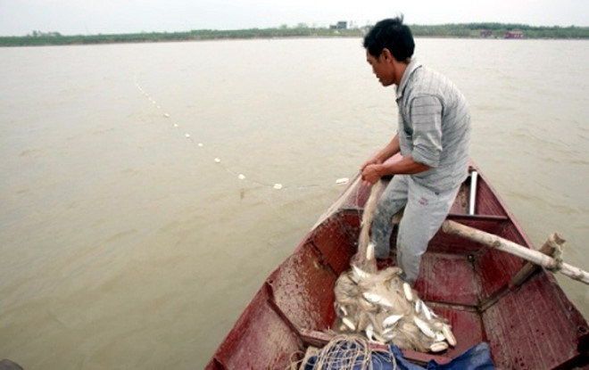Một “lão ngư” kinh nghiệm của làng chài cho biết, mỗi năm cá mòi ngược nguồn mỗi khác. Có năm cá mòi về ít nhưng cá to và béo.