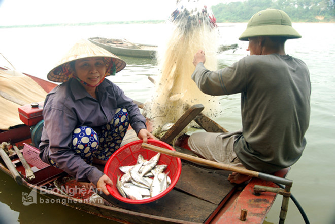 Đầu mùa đánh bắt cá, mỗi kg bán giá 40.000 đồng, chính vụ giá giảm còn 25.000 - 30.000 đồng nhưng vẫn cho thu nhập hơn hẳn các mùa cá khác.