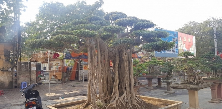 Những năm gần đây, nhiều tác phẩm cây cảnh nghệ thuật của nghệ nhân trong làng đã đoạt được các giải cao trong các hội chợ triển lãm cấp quốc gia, được giới chơi cây ghi nhận và đánh giá cao bởi phong cách đầy sáng tạo. Ảnh: VTCNews.