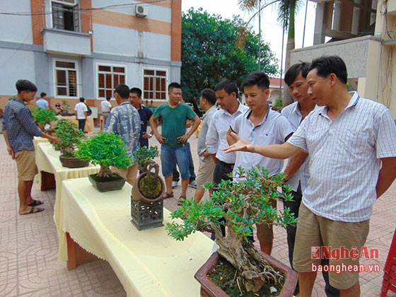 Một làng nghề cây cảnh ở huyện Quỳnh Lưu, Nghệ An lâu nay cũng nổi danh với nhiều nghệ nhân cây cảnh tài ba. Ảnh: Báo Nghệ An.