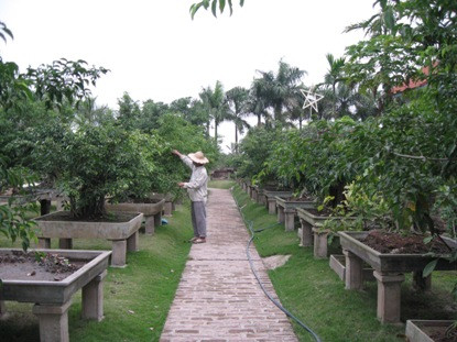 Nghề buôn bán và trồng cây cảnh ở làng Cơ Giáo (Thường Tín - Hà Nội) đã đem lại cuộc sống tươi mới cho những người nông dân "chân lấm tay bùn” nơi đây. Ảnh: Hoicaycanh.