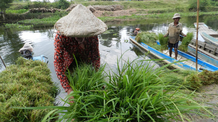 Đôi khi, người mua cũng không cần phải trả tiền. Thay vào đó, người mua có thể trao đổi bằng hàng hóa như bắp ngô, củ khoai, trái cây...(Ảnh Imageshack)