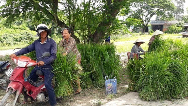 Nằm ở xã miền núi Ô Lâm, huyện Tri Tôn, tỉnh An Giang, chợ Ô Lâm trở nên khác biệt với tất cả các khu chợ khác ở miền Tây khi chỉ bán một mặt hàng duy nhất là cỏ. (Ảnh Wp)