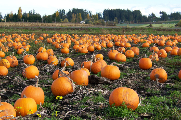 Thời điểm này, khi mùa Halloween đã cận kề thì những vườn bí ngô khủng đầy rẫy trái đến lúc thu hoạch. (Ảnh Ucrtoday)