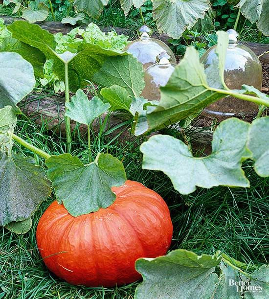 Vào dịp lễ Halloween, tùy theo phong tục ở mỗi quốc gia mà những quả bí ngô được đặt ở cổng hay bậc cửa ra vào trước ngôi nhà. (Ảnh Habytime)