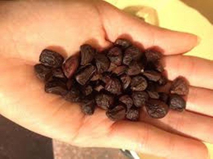 Đắt nhất là loại hạt dổi rừng cổ của những cây dổi có tuổi thọ trên 30 năm, có hạt màu đỏ chín tự rụng. Để mua được đúng loại hạt thật cũng không phải dễ dàng gì, bởi đa số hàng thật đều được các nhà hàng thu mua. Ảnh: Hatdoi.