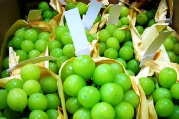 Nho mẫu đơn. Dù được bán với giá “chát” 1,2 triệu/1kg, đắt hơn gấp 10 lần so với nho trong nước nhưng giới nhà giàu Việt vẫn thi nhau săn lùng để thưởng thức, làm quà biếu. Bởi theo nhiều người đánh giá, loại quả này khá lạ và sang. Cà chua Tamarillo giá 1 triệu đồng/1kg Loại cà chua này xuất xứ từ khu vực Nam và Trung Mỹ, có màu vàng hoặc đỏ đô, hình bầu dục, ăn có vị chua ngọt, thơm ngon. Có thể ăn trực tiếp, làm sinh tố, xào nấu hoặc làm salad.