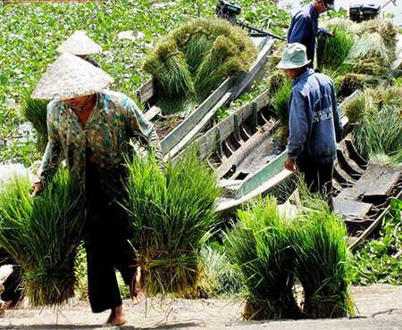 Tại đây, người mua không cần mặc cả hay trả giá bởi cỏ ở khu chợ này đã được định giá sẵn: 10.000 đồng/3 bó cỏ (nặng khoảng 5kg). (Ảnh Vanhien)