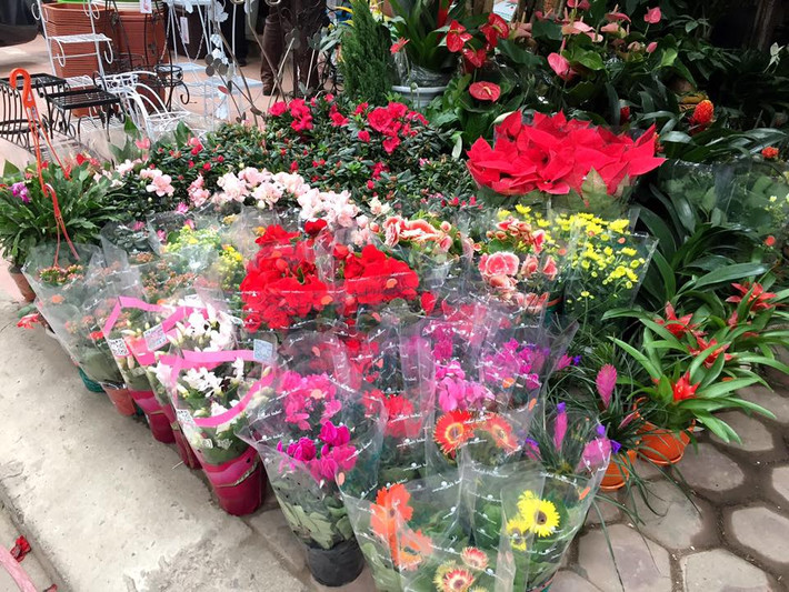 Những chậu hoa đã rực nở cũng kịp phục vụ nhu cầu chơi trưng cảnh trước Tết của khách hàng.