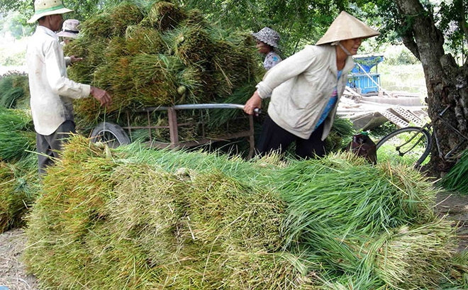 Dù chỉ bán cỏ dại nhưng chợ cỏ Ô Lâm không bao giờ có khái niệm “ế”. (Ảnh Imageshack)