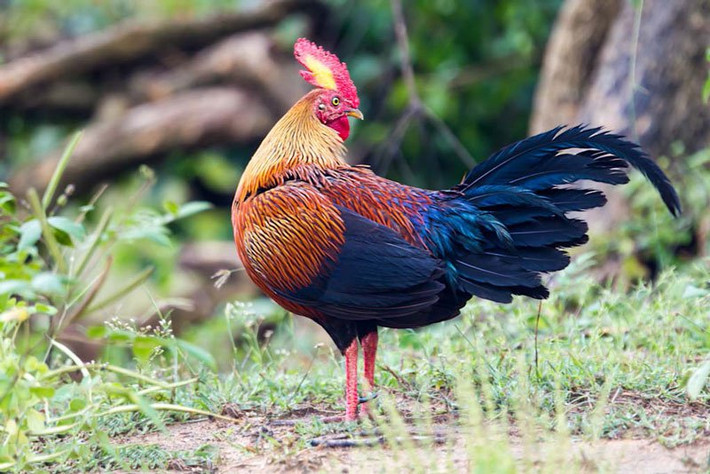Gà rừng Sri Lanka trống trưởng thành có chiều dài khoảng 66-72cm, nặng 790 -1.140g.