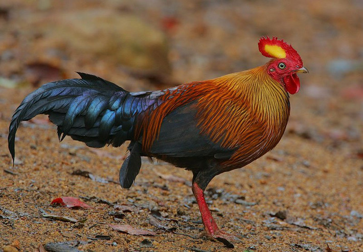 Gà rừng Sri Lanka có tên khoa học là Gallus Lafayetii. Nó là thành viên của bộ Galliformes.
