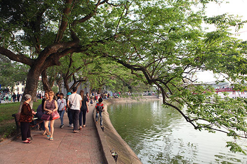 Nhắc đến Hà Nội không thể nhắc tới Hồ Gươm – Trung tâm thủ đô Hà Nội, nơi đây có rất nhiều loài cây tỏa bóng mát quanh năm, trong đó có nhiều cây sưa cổ thụ quý hiếm.