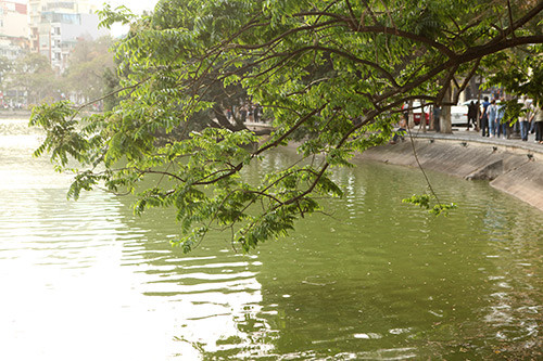 Cành sưa non màu xanh, có lông mịn thưa. Lá mọc cách, cấu tạo lá dạng kép lông chim lẻ. Là cây ưa sáng, ưa đất sâu, dày, độ ẩm cao. Sưa chủ yếu phân bổ ở Việt Nam và được tìm thấy rải rác tại Hải Nam, Trung Quốc (tại đây gọi nó là hoàng (huỳnh) đàn Việt Nam).