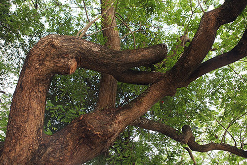 Sưa hay còn gọi trắc thối (danh pháp khoa học Dalbergia tonkinensis Prain) là loài cây thân gỗ thuộc họ đậu. Vỏ cây màu vàng nâu hay xám, nứt dọc. Gỗ sưa cho mùi thơm thoảng nhẹ kiểu hương trầm. Khi đốt tàn có màu trắng đục, mùi khó chịu nên được gọi là trắc thối.