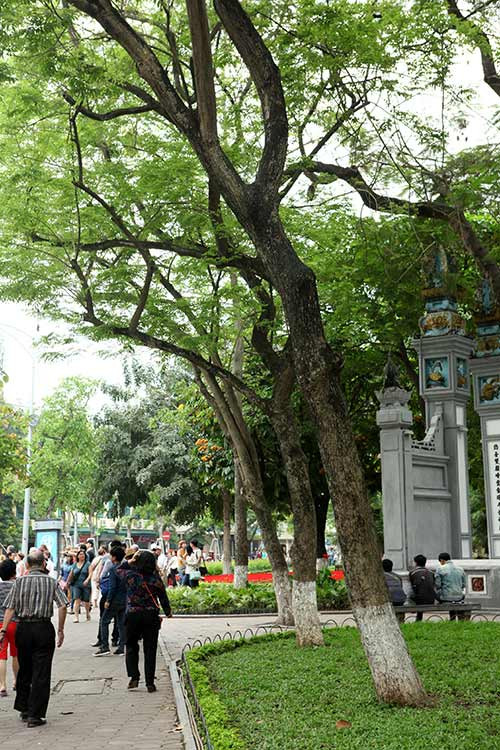Hàng sưa đỏ có tuổi đời trên 20 năm trước cửa đền Ngọc Sơn.