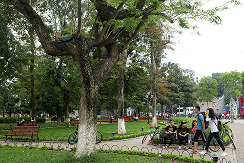 Nhiều cây sưa đỏ lớn khác nằm rải rác ven Hồ Gươm.