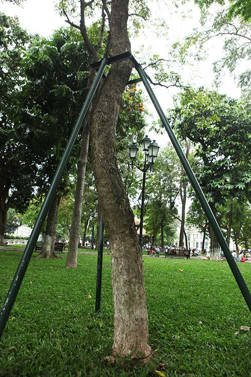 Khung sắt bảo vệ cây sưa đỏ cũng nằm trong vườn hoa Lý Thái Tổ. Hiện nay, sưa bị đe dọa do mất môi trường sống và được chính phủ Việt Nam xếp vào nhóm cây cần bảo vệ nghiêm ngặt, cho phép trồng khoanh nuôi.