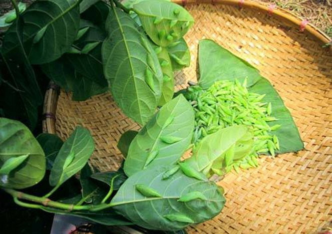 Khi trời nắng nóng, sâu muồng ép sát thân mình vào cây muồng hòa lẫn trong sắc xám đen của vỏ muồng, người đi săn phải tinh mắt mới nhìn thấy các chú sâu đang ẩn náu trên vỏ, lá cây. Ảnh: Tuổi Trẻ.