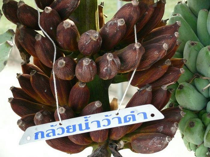 Buồng chuối biến đổi gen với những quả chuối như bị khô và thậm chí là có lông. Ảnh: Pinterest.