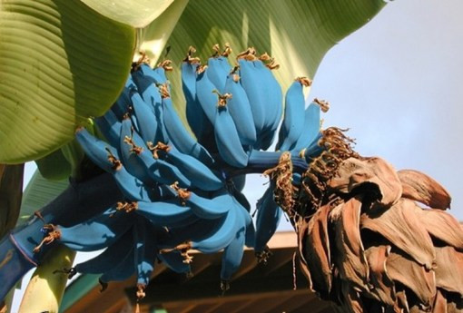 Buồng chuối màu xanh tím lạ mắt. Ảnh: theverybesttop10.