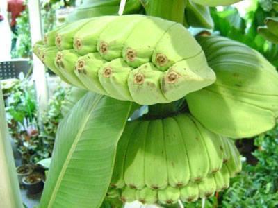 Đây có lẽ là buồng chuối dị nhất từng thấy khi tất cả các nải đều "sinh đôi" dính khít lấy nhau. Ảnh: Pinterest.
