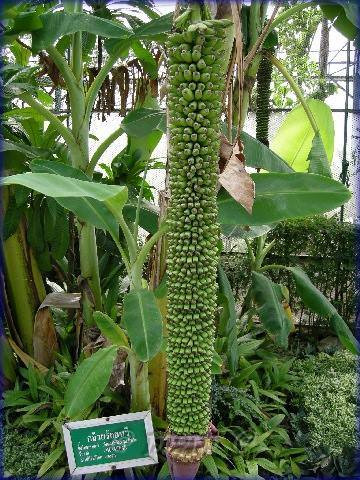 Buồng chuối "mắn đẻ" nhất từng thấy. Ảnh: Pinterest.