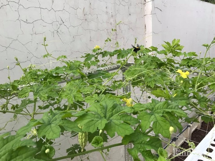Chủ nhân của khu vườn xanh tươi rau quả chia sẻ, trồng rau quan trọng nhất là khâu chuẩn bị đất. Đất phù sa chị mang về phơi khô, đập mịn, phơi khoảng 3, 4 ngày rồi trộn thêm xơ dừa, trấu hun, phân bò. Trong thời gian trồng, chị đề phòng sâu bệnh bằng cách ngâm dung dịch tỏi, ớt. Để tránh sâu lây lan lẫn nhau, chị cũng dành nhiều thời gian để bắt sâu trực tiếp, dọn cỏ, ngắt bỏ lá héo trên cây.