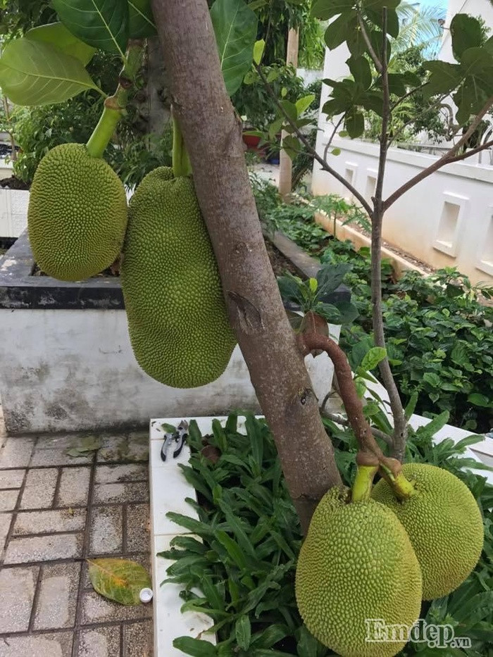 Mít sai quả.