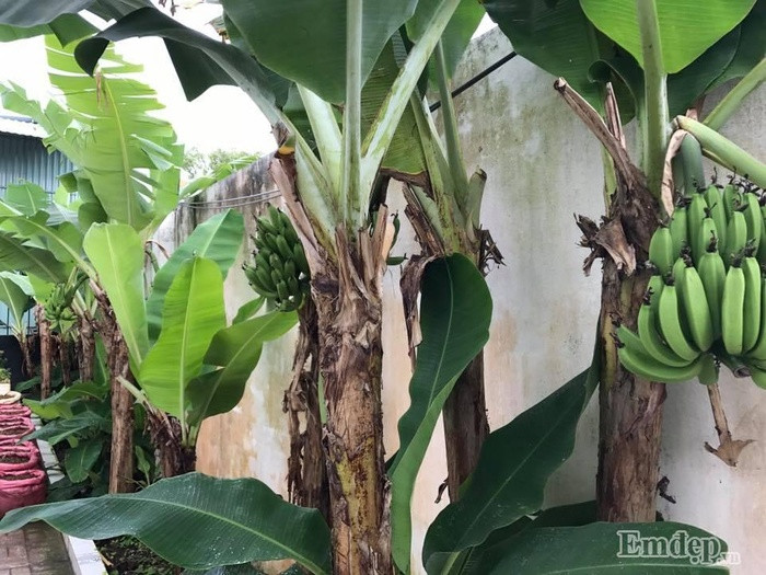 Thời gian gần đây, khi đọc báo và xem ti vi, thấy tình trạng thực phẩm bẩn, không rõ nguồn gốc đang lan tràn khắp nơi. Mua rau ngoài chợ về ăn chị cũng cảm thấy không được yên tâm nên lại nhen nhóm ý định trồng rau sạch một lần nữa.