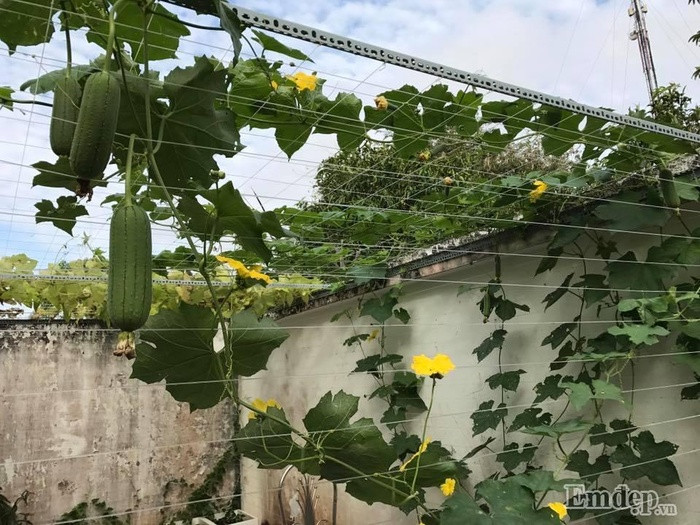 Chị Diễm kể lại, thời gian đầu trồng rau chị cũng gặp nhiều khó khăn, nhất là sâu bệnh. Do chị sợ sâu nhưng vì đam mê nên cố gắng. Khi gặp vấn đề gì, chị lại nhờ đến sự giúp đỡ của những người bạn có nhiều kinh nghiệm trồng rau.