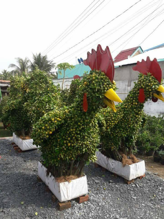 Những chú gà được tạo dáng từ cây quất cho thấy không khí Tết Đinh Dậu đang rất cận kề. Ảnh: Giadinhnet.