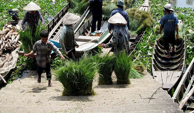 Các loại cỏ chủ yếu bán tại chợ cỏ Ô Lâm được cắt từ các cánh đồng hoang hay cỏ ở ven sông rạch như lùn, xả, mật…(Ảnh Imageshack)