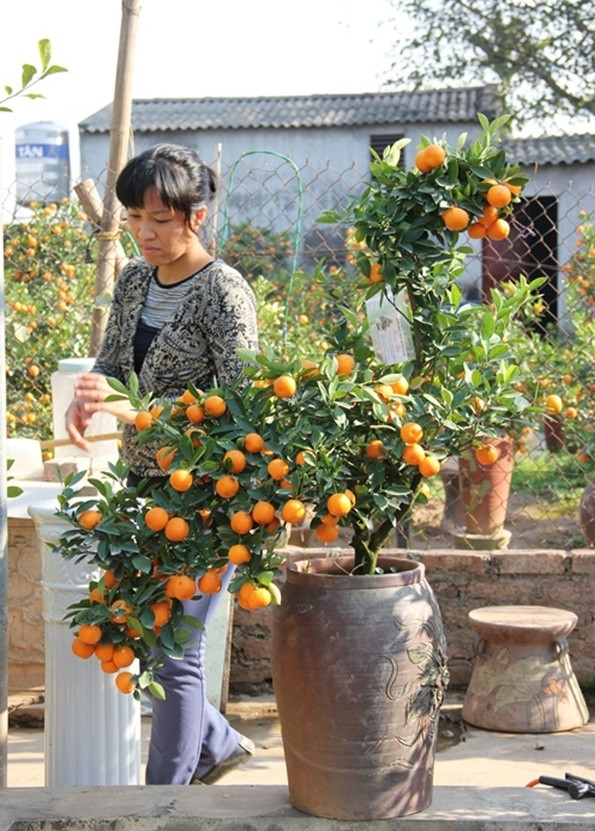 Bonsai quất hình gà tiến Vua cũng được tạo nên để phục vụ nhu cầu trưng Tết của khách hàng. Ảnh: Giadinhnet.
