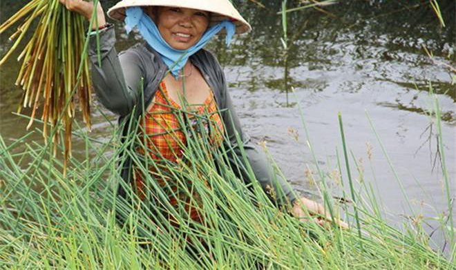Người mua bán ở chợ cỏ Ô Lâm đều là bà con người Khmer. Lượng người tới khu chợ này giao dịch mỗi ngày lên tới cả trăm người. (Ảnh Imgur)