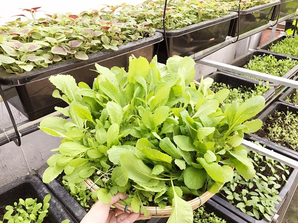 Rổ rau cải tươi sạch sau khi được Elly Trần hái xong.