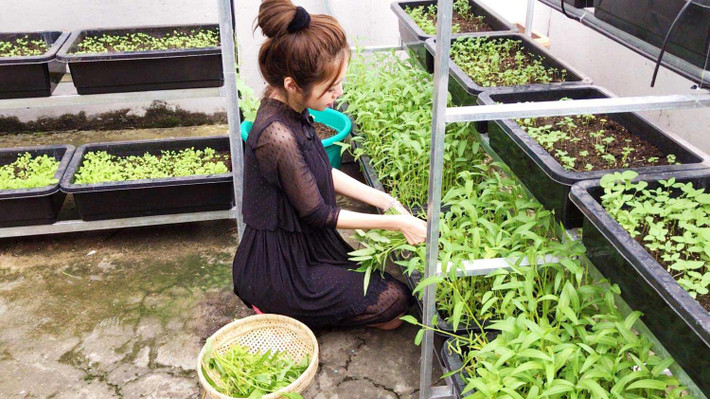 Elly Trần khoe vườn rau sân thượng với đầy đủ các loại rau phổ biến như rau muống, rau cải, rau mồng tơi... đều xanh mướt mắt.