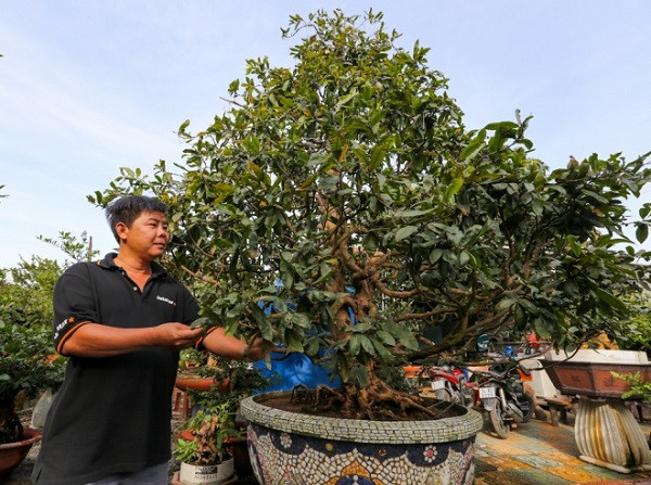 Cây mai vàng 5 cánh khoảng 80 tuổi đang được chăm sóc. anh Nguyễn Nhật Khánh (42 tuổi, quận Thủ Đức) được trả giá đến cả tỷ đồng. Ảnh: Vietnamnet.
