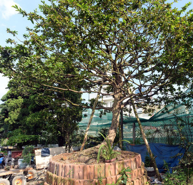 Cây mai vàng 5 cánh khác có thế “siêu phong” được anh Khánh rao bán tại vườn giá 800 triệu. Nhiều người có kinh nghiệm chơi cây cảnh đánh giá cây này ít nhất phải đến 100 năm tuổi. Ảnh: Vietnamnet.
