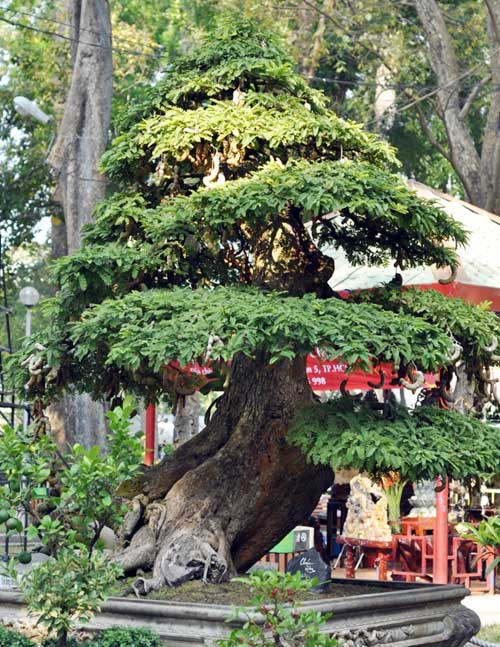 Dịp Tết Nguyên đán năm nay nhiều đại gia Việt cũng tìm đến vườn trả giá tiền tỷ nhưng chủ nhân của nó là nghệ nhân Bùi Quốc Nam vẫn không chịu bán. Ảnh: Zing.