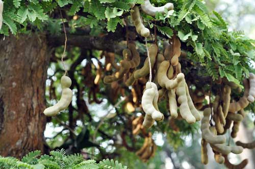 Cùng với đó là mỗi tầng tán cây đều nặng trĩu quả. Ảnh: Zing.
