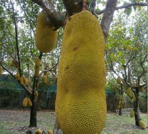 Giống mít siêu dài xuất xứ từ Malaysia được cho là rất hợp với đất và khí hậu Việt Nam nên được người dân săn mua để trồng nhiều hiện nay.
