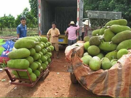 Theo chia sẻ của nhiều nhà vườn trồng loại mít này, mít không chỉ chất lượng mà năng suất rất cao. Thông thường, trồng từ năm thứ 3 trở đi, có thể thu hoạch từ 1,6 tấn – 1,9 tấn/sào bắc bộ/năm.