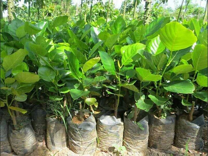 Hiện nay cây giống mít siêu dài được bán với khá từ 160.000 - 200.000 đồng/cây non. Nguồn ảnh: FB Caygiongnongnghiep, caygiongdacsan.