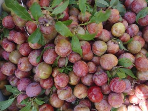 Theo chia sẻ của một số người bán mận lâu năm, mận Việt Nam có màu tím đến tím đậm khi chín, trên bề mặt quả vẫn còn lớp phấn trắng nhìn rất bắt mắt... Ảnh: Tiepthitieudung.