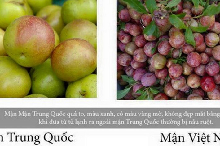 Bạn có thể thấy sự khác biệt giữa hai loại mận này. Ảnh: ĐSPL.